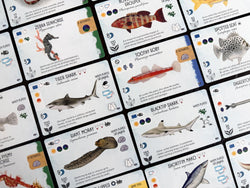 Finspan Sharks & Reefs Expansion