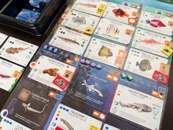 Finspan Sharks & Reefs Expansion